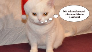 Weihnachtszeit mit Ihrer Katze und den GOLD CAT Katzentipps