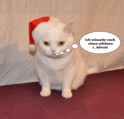 Weihnachtszeit mit Ihrer Katze und den GOLD CAT Katzentipps