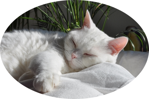 Katze auf der Couch, schläft und entspannt bei der Katzenbetreuung Hamburg GOLD CAT ihr Katzensitter Marcel Danch
